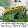 pieris brassicae larva5a